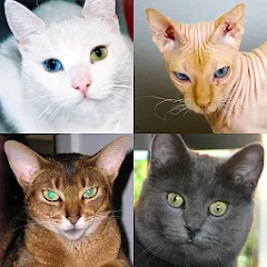 Скачать взлом Cats Quiz Guess Popular Breeds  [МОД Menu] - стабильная версия apk на Андроид