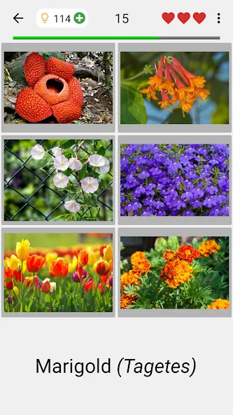 Flowers Quiz - Identify Plants  [МОД Много денег] Screenshot 2