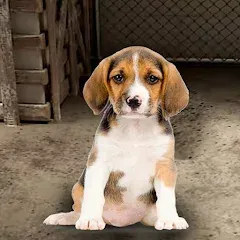 Скачать взломанную My Pet Animal Shelter World  [МОД Бесконечные монеты] - стабильная версия apk на Андроид